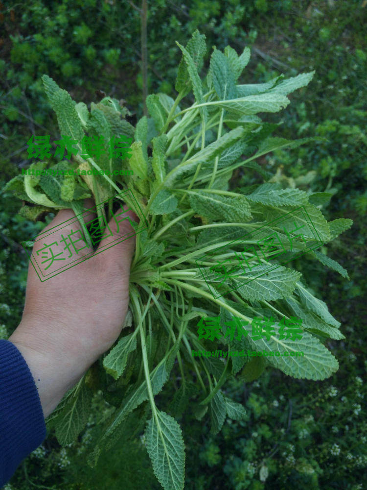 送种子【干品】野生蛤蟆皮草蟾蜍皮草癞蛤蟆草皱皮草雪见草荔枝草_双