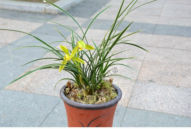 兰花苗春兰皎月金边线艺细叶兰花绿植室内花卉盆栽正品承诺包邮_7折图片
