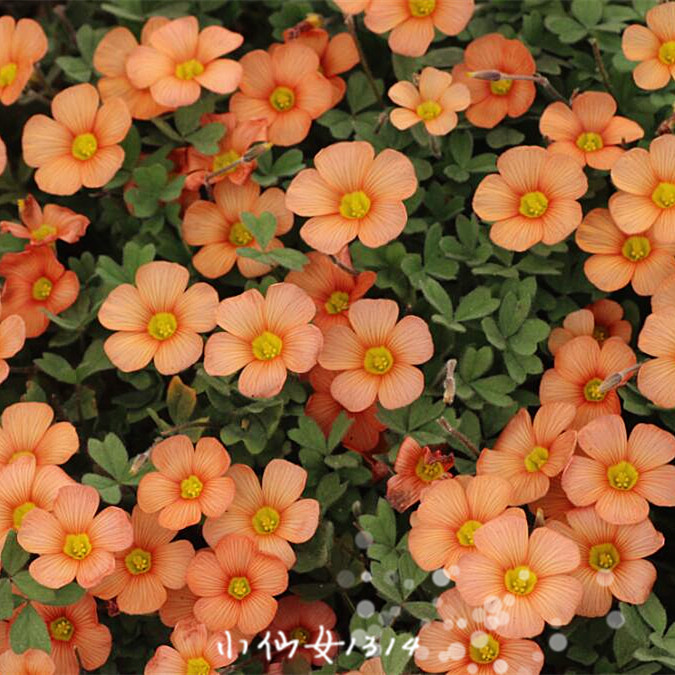 带花成品苗 high orange 别名 obtusa sunglow 晚霞 酢浆草_7折现价19