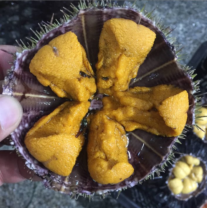 大连鲜活海胆 马粪胆 马胆 4-5只/斤 日料 寿司生吃海胆 海胆蒸蛋_双