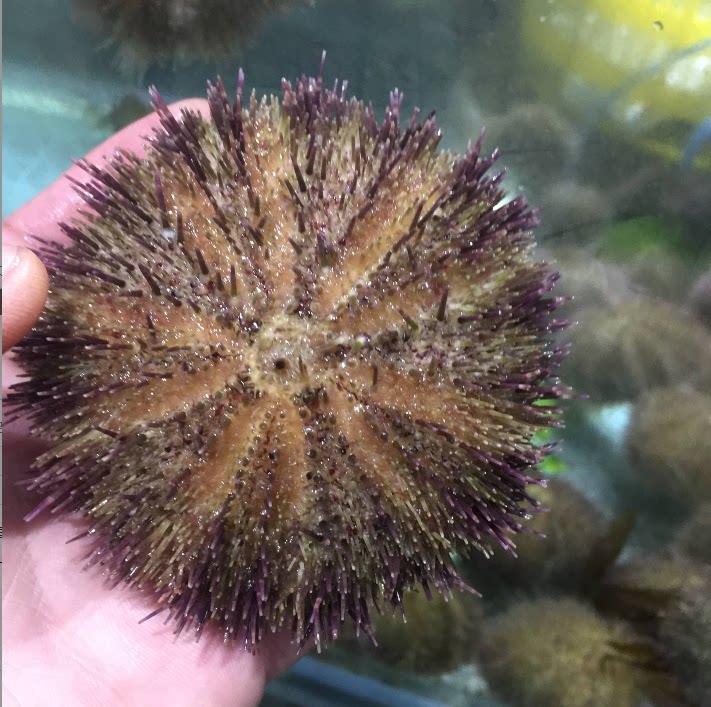 大连鲜活海胆 马粪胆 马胆 4-5只/斤 日料 寿司生吃海胆 海胆蒸蛋_双