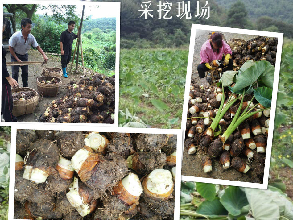 正宗广西荔浦芋头 新鲜槟榔香芋毛芋农家自种生鲜绿色蔬菜5斤包邮
