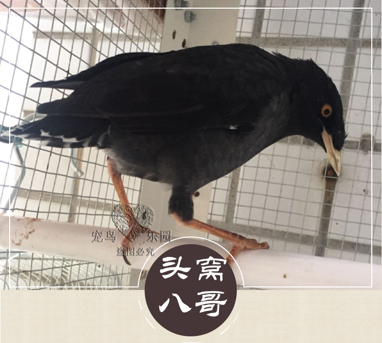 宠物鸟 说话鸟 八哥活体小鸟观赏鸟小鸟八哥幼鸟丝光鸟宠海南八哥_7折