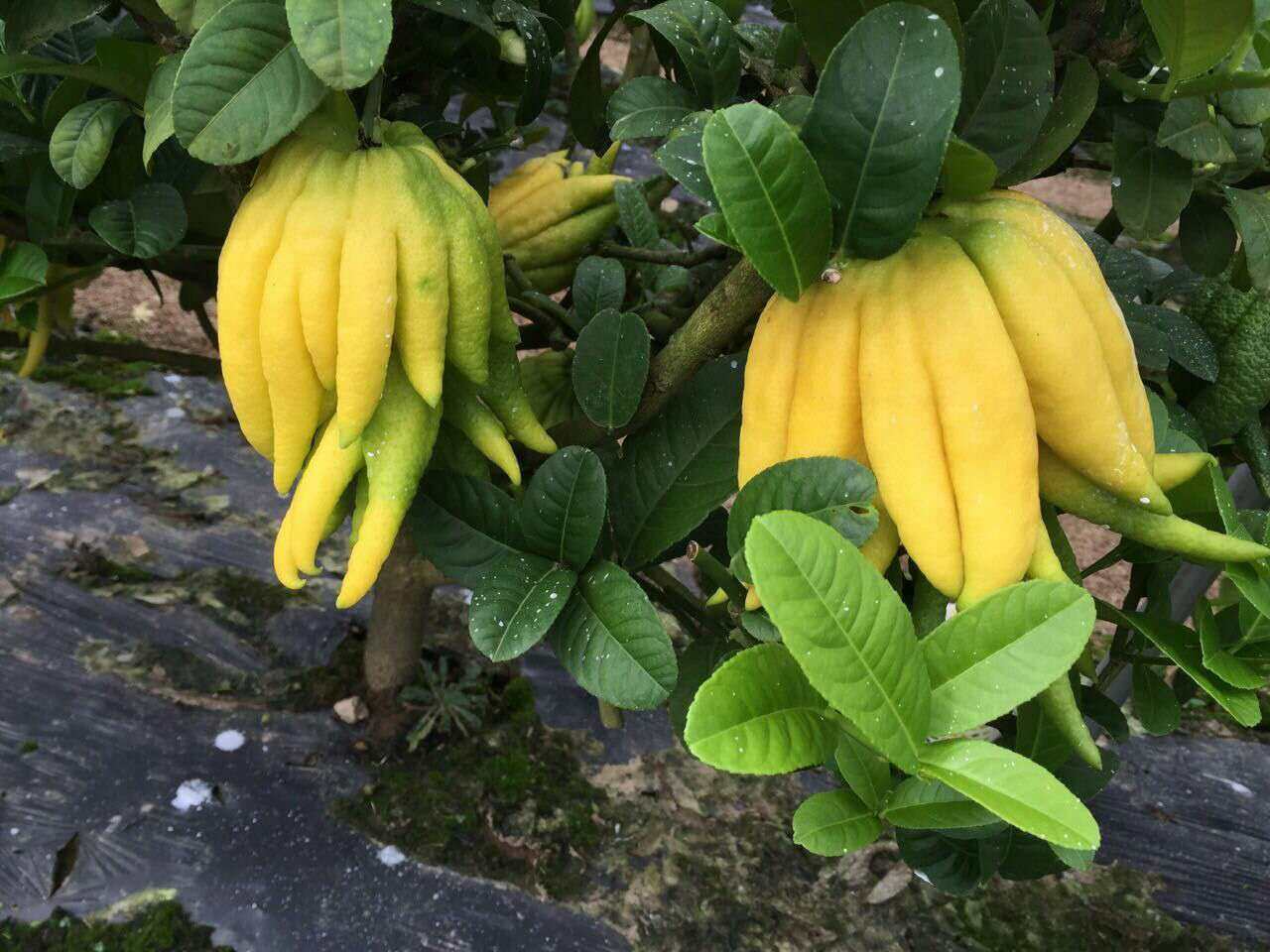 2017年9月上市7斤佛手果佛手柑新鲜鲜果金华特产金佛手