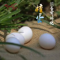 Breeding pigeon egg seedling egg pigeon seedling egg pigeon egg fertilization pigeon egg can hatch