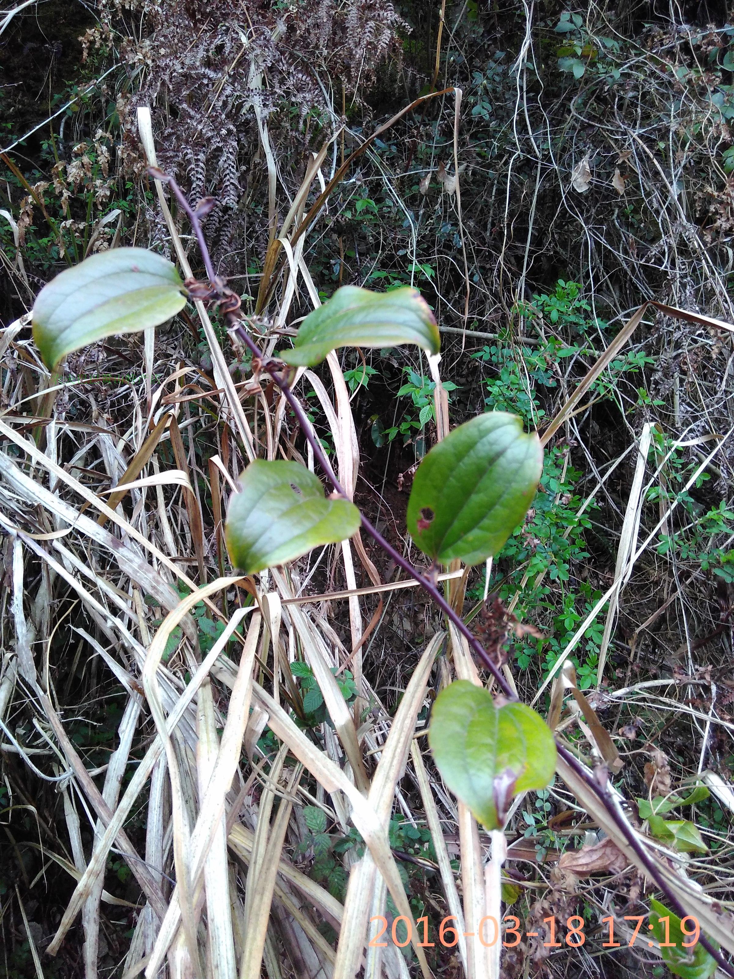2019正宗新鲜现采野生中药材金刚藤 拨葜金钢刺杆子500克掌柜推荐