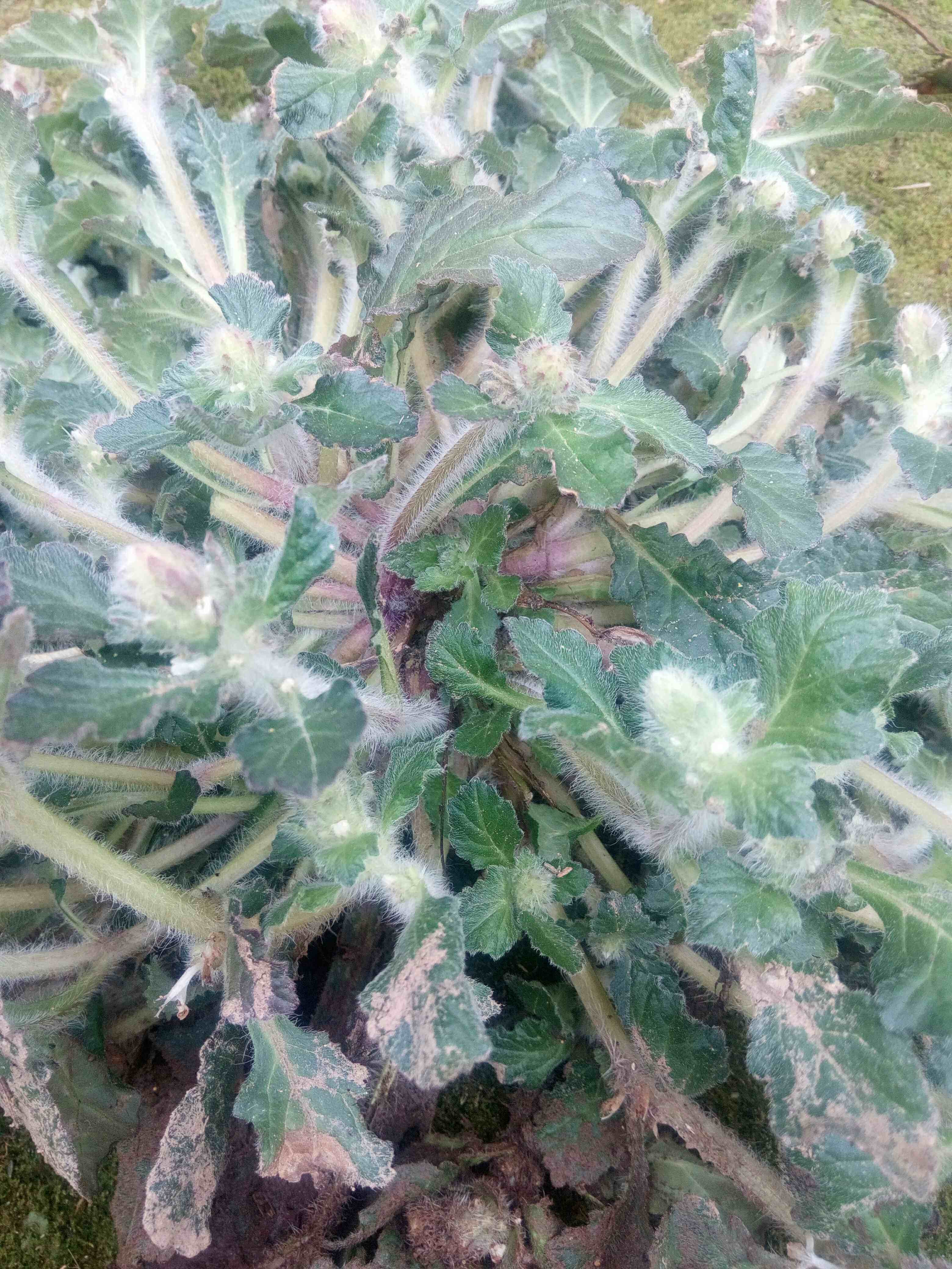 野生中药材白毛夏枯草新鲜散血草破血丹苦草白头翁筋骨草500g推荐