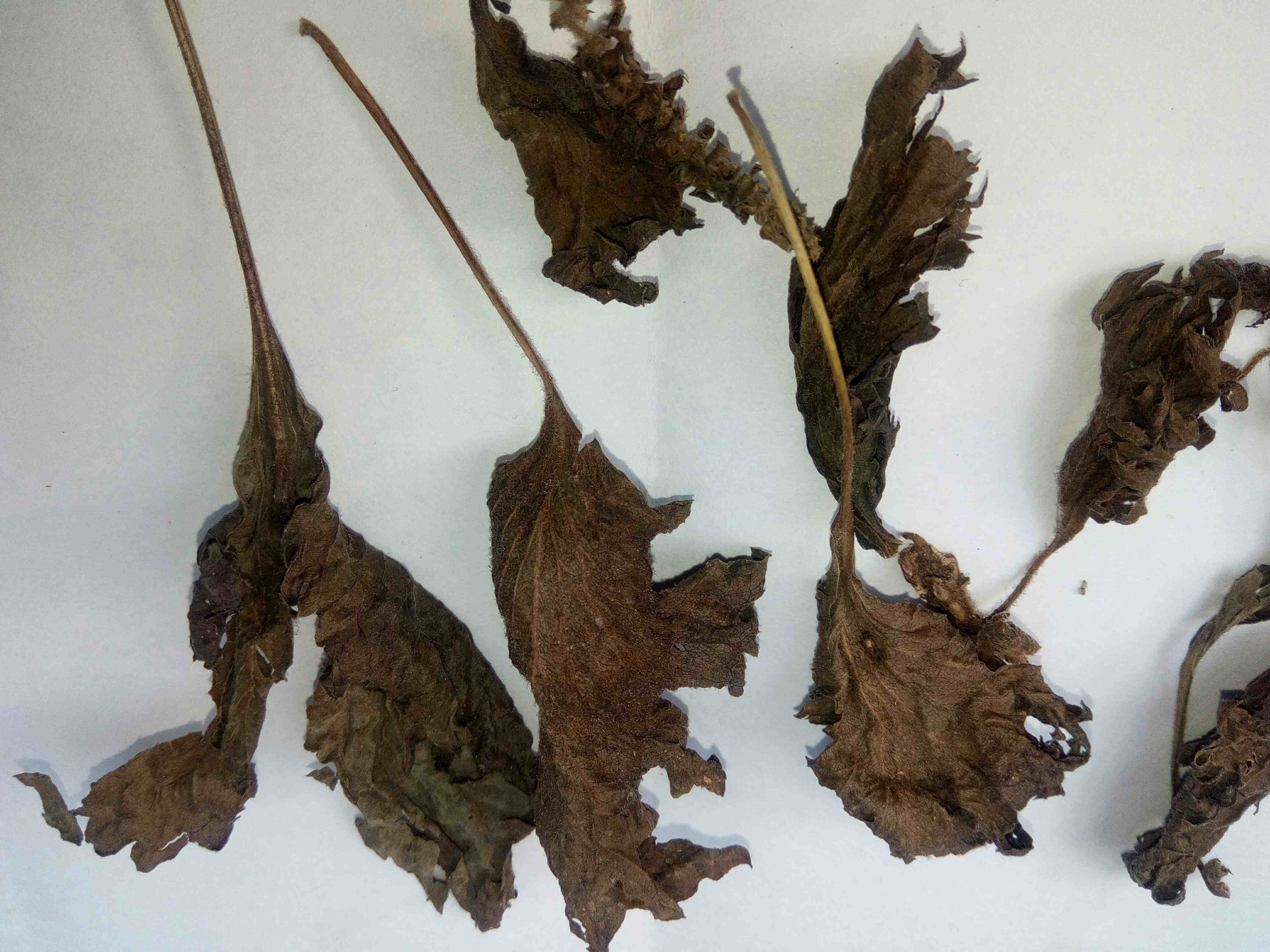 2016乡下农村野生晒干紫苏干紫苏叶去腥烧鱼虾蟹必备香料50克