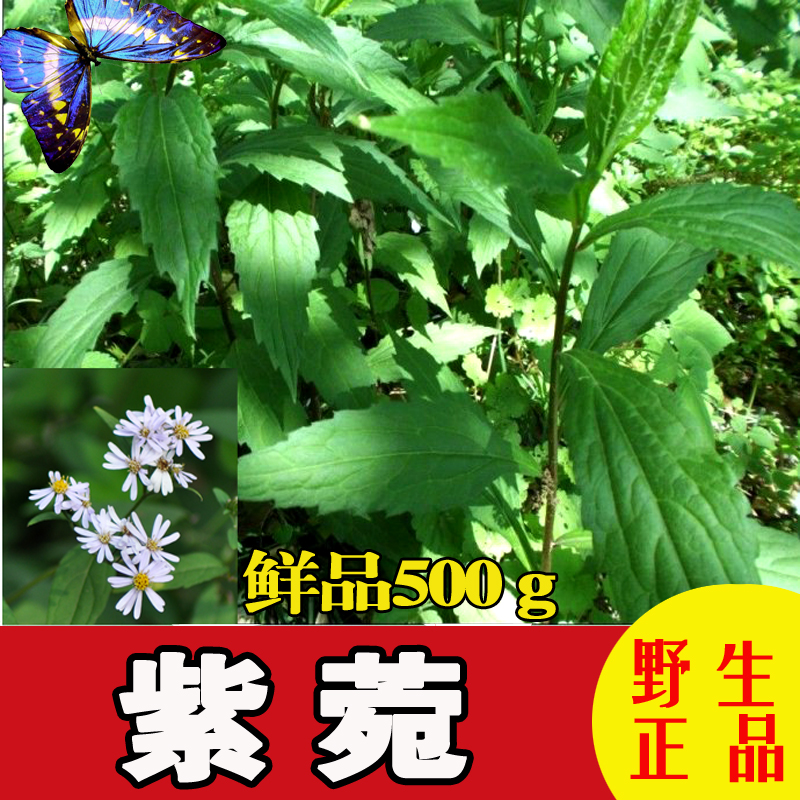 野生正品中药材紫苑小辫儿夹板菜驴耳朵菜软紫菀返魂草 鲜品500克_7折