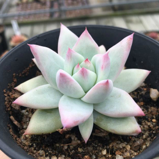 卡罗拉系列叶尖有血斑7-8cm 多肉植物实生塔帕帕