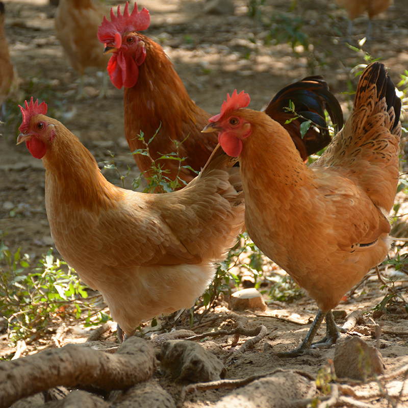 正宗土鸡农家散养2年老母鸡