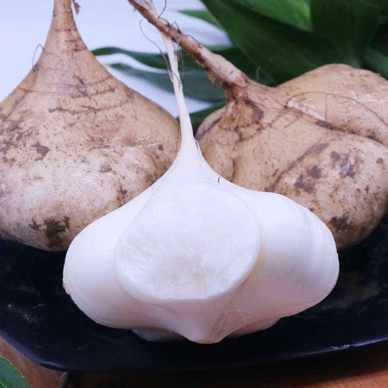 买1送1 长白山蒲公英茶根叶正品 古古丁茶黄谷丁野生白鼓丁非特级