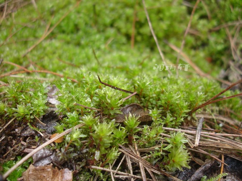 大叶藓 翡翠莲花 苔藓植物 水陆缸 盆景盆栽,水下草(8*8cm)