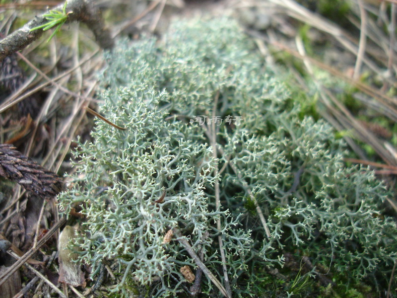 新鲜苔藓地衣石蕊鹿蕊 驯鹿苔水陆缸景观造型(10cm*10cm)