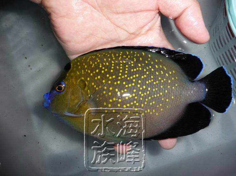 黄金火花2