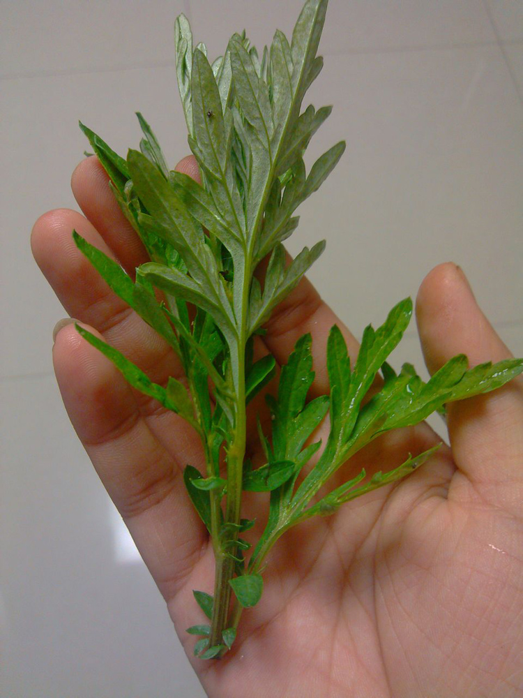 1000克装3年陈艾叶泡澡艾蒿祛湿驱寒暖宫野生毛细小艾叶草