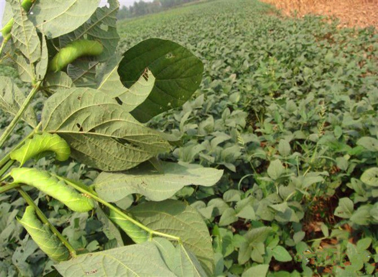 很多一部分是临时人工无法养殖的,像豆虫,知了猴,蜂蛹等,即使能够养殖