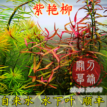 Purple Willow 1 Aquatic Grass Cutting Knife Grass Studio Underwater Leaf ADA Landscape Grass Red Grass Positive Grass