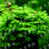 Coral Moss Now Binding Board 5x5 Aquatic Grass Special Offer Knife Grass Paving Home Breeding Completely Watery Middle Leaf