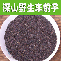Weiwei Taihang Mountain Wild Psyllium Seed 500g