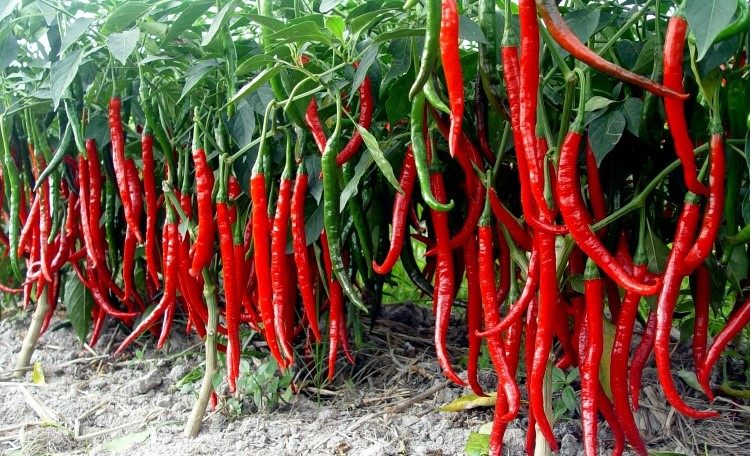 4份包邮正宗四川二荆条斤辣椒香辣长干海椒100g 中辣特香干辣椒