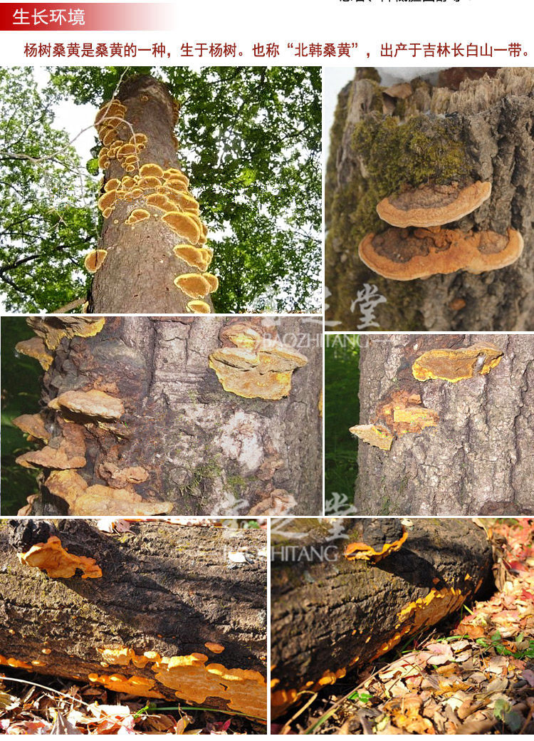 桑黄 长白山野生桑黄 杨树桑黄灵芝 林芝
