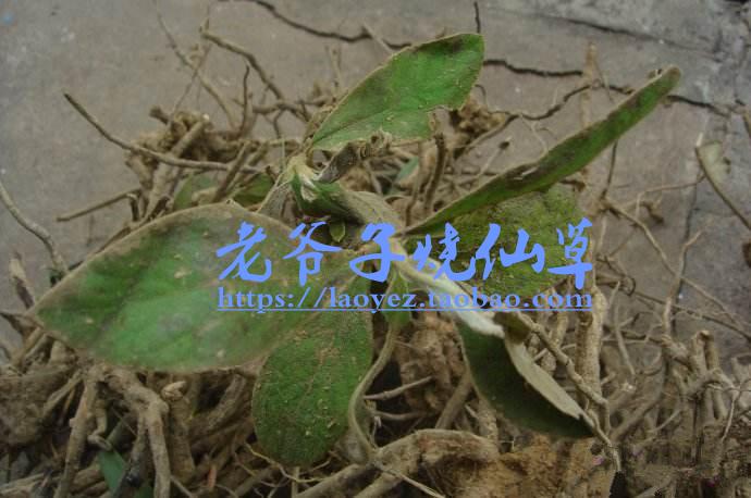 过饥草生毛将军野生白毛毛毡草兔子耳朵白牛胆走马风100克