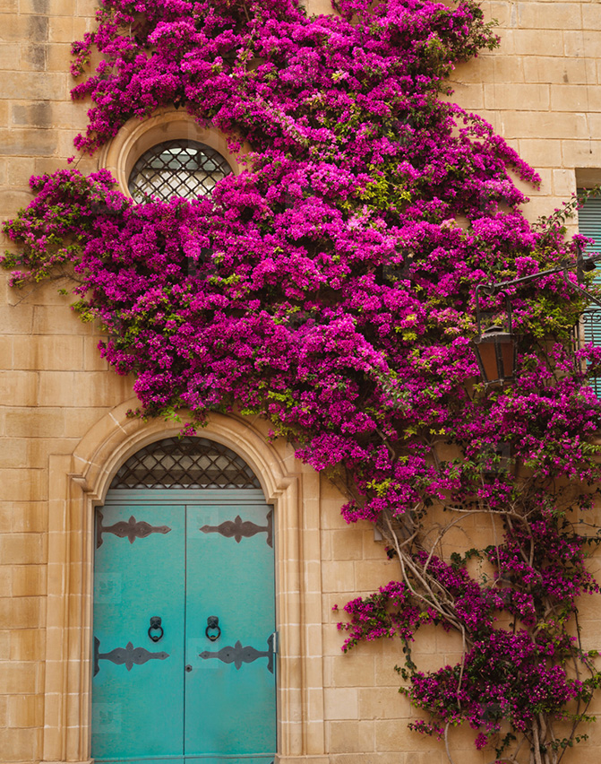 有院子别浪费种5种爬藤花比花海还美