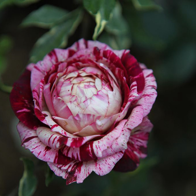 条纹复色月季惊艳来袭每种都能迷死人