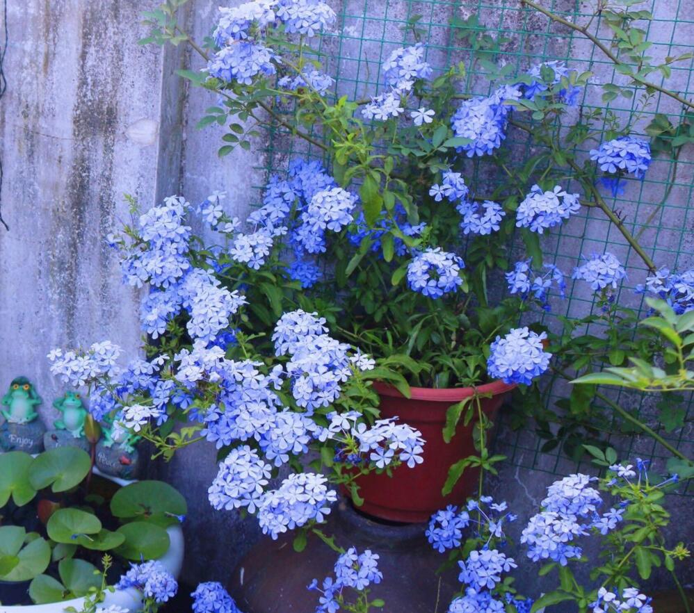 这几种藤蔓花卉漂亮又芳香花墙首选