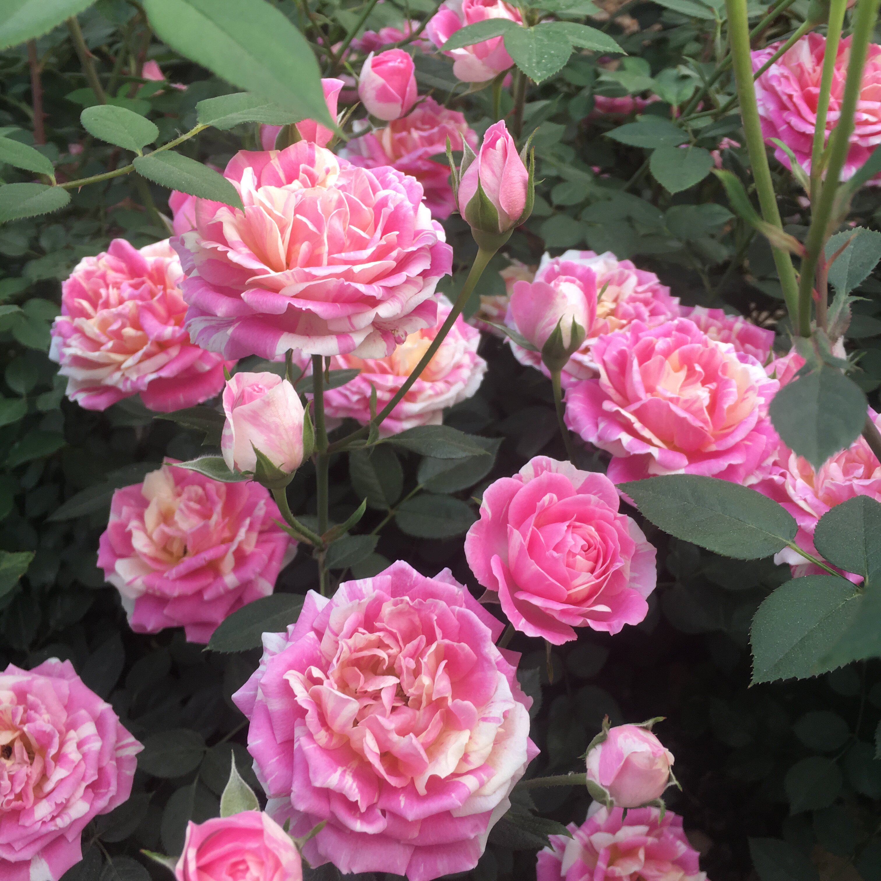 条纹复色月季惊艳来袭每种都能迷死人