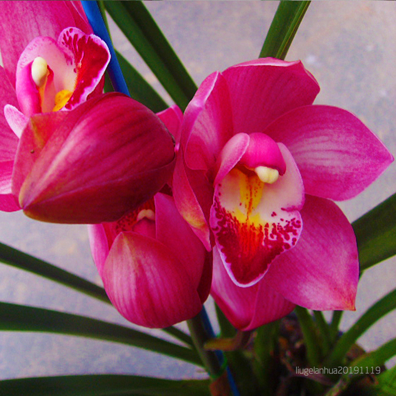 爱打扮(www.idaban.cn)，12月养这5种花，过年就能美美的爆花啦35