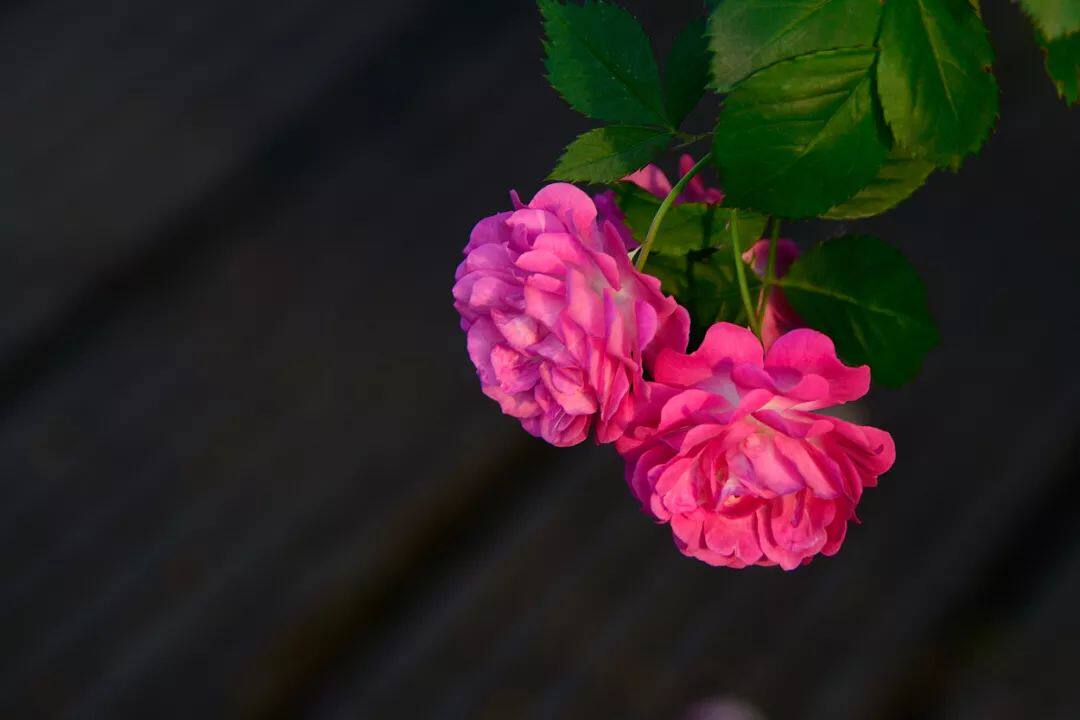 院子和阳台空空的种点蔷薇就是一片花海
