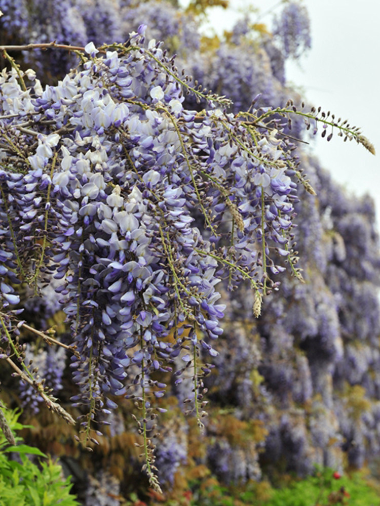 这几种藤蔓花卉漂亮又芳香花墙首选