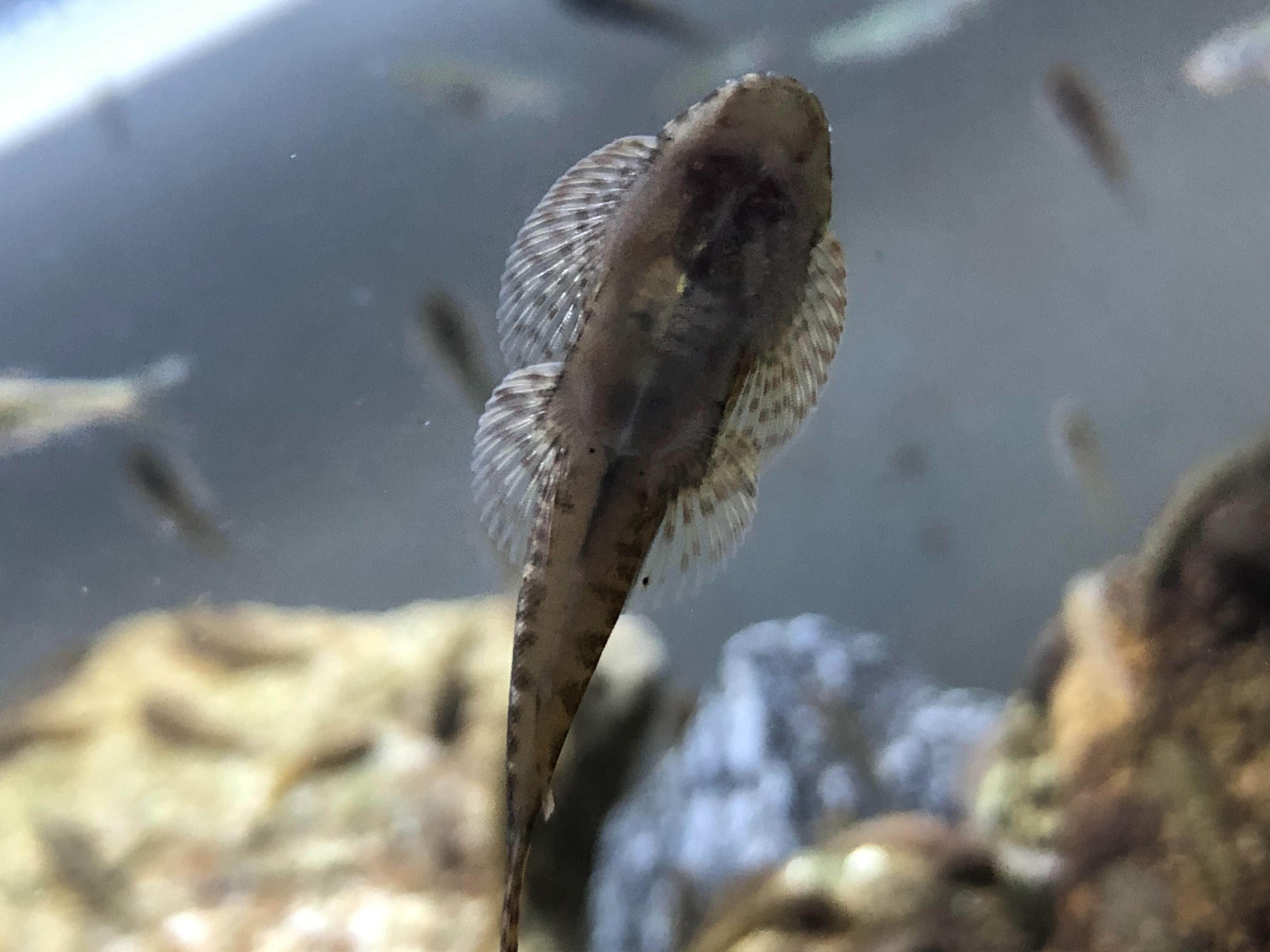 原生吸鳅鱼冷水清道夫双吸盘麦氏贵州爬岩琵琶除藻清洁工具观赏鱼