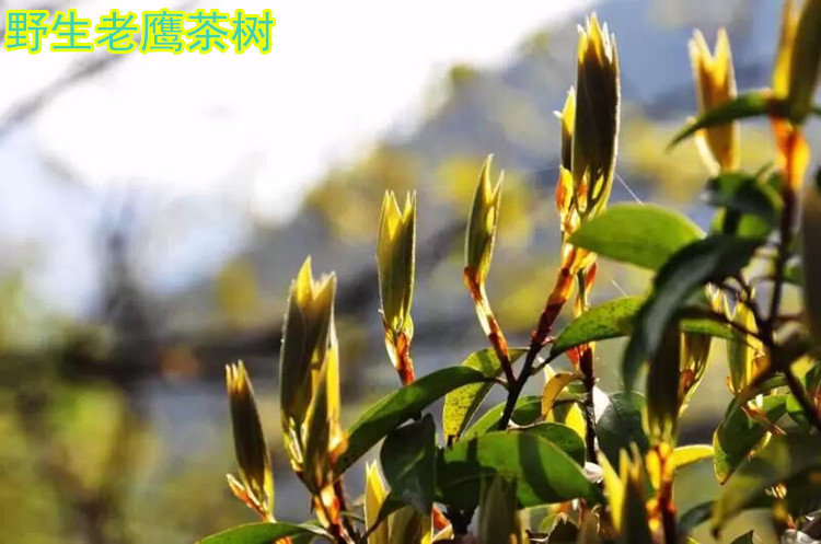 老鹰茶树属于樟科木本植物.