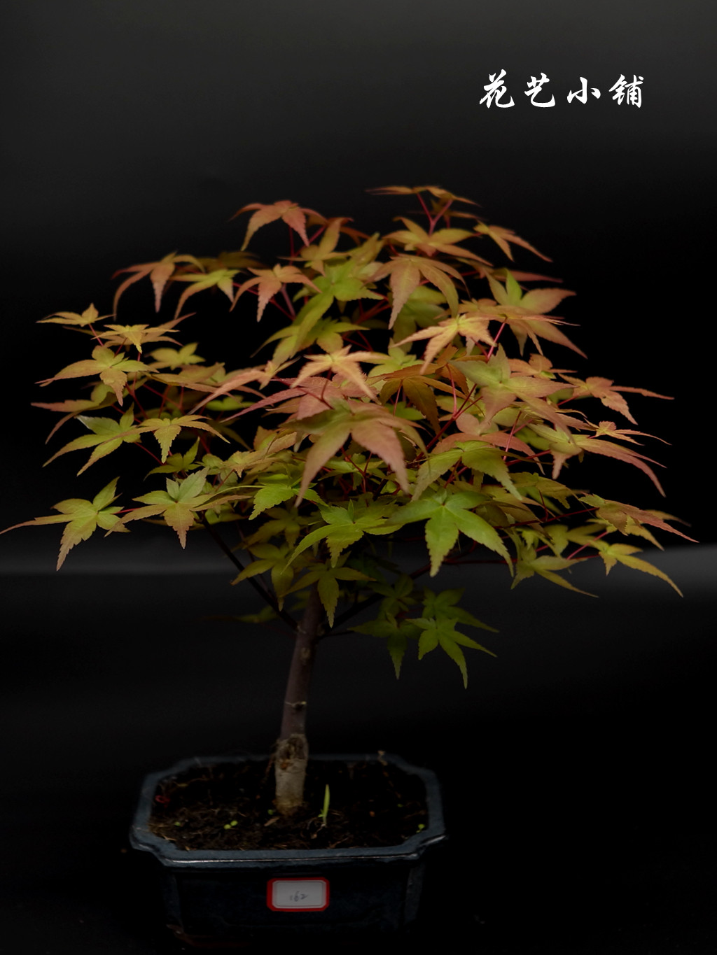 盆景小型微型手盆茶桌办公桌日式小盆景红枫鸡爪槭千染红舞妓猩猩_双