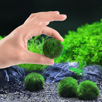 Small fish tank aquarium landscaping package decoration living real water grass green algae ball plant prospect grass lazy algae ball