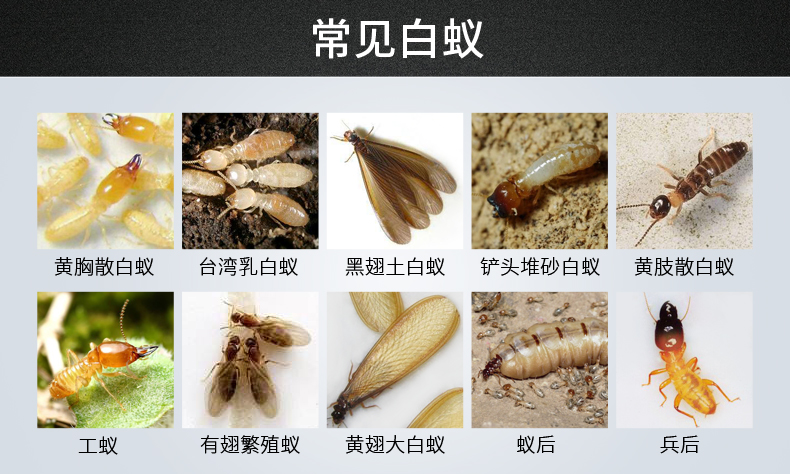 山甲牌灭白蚁药粉剂诱杀白蚁粉 白蚁杀虫粉 敌他迈 100克咨询议价