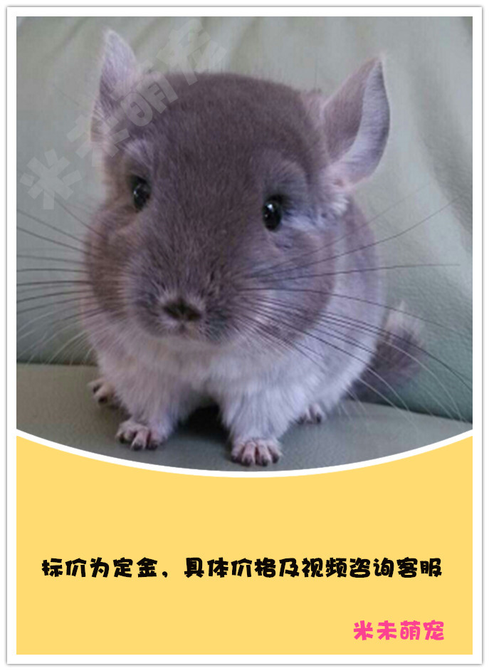 龙猫幼崽活体宠物银斑紫灰标灰米色粉白龙猫活物玩偶公仔可视频 米