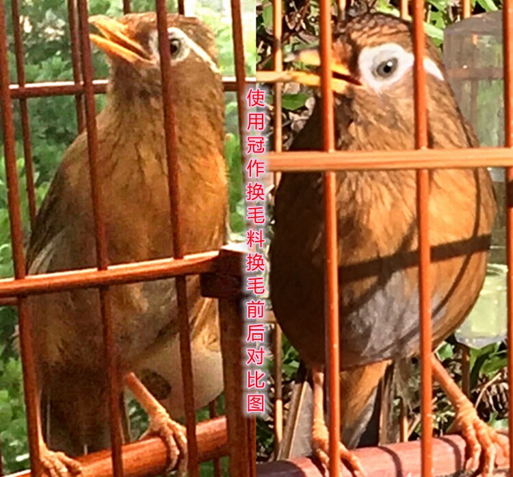 11:05:21                 (来源: 台州池兄)            :画眉打鸟在