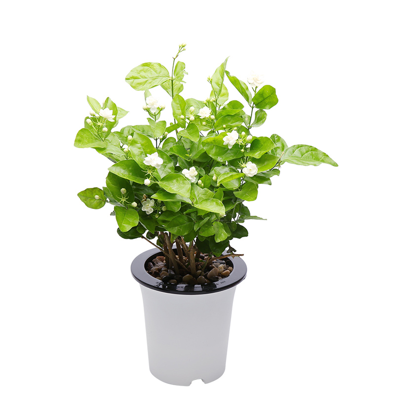 子乐湾茉莉花盆栽花卉绿植观花植物茉莉花室内阳台四季开花植物