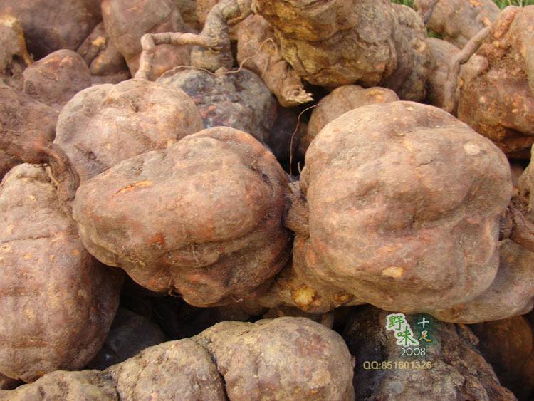 云南彝家山寨 哀牢山新鲜野生何首乌 新鲜何首乌现挖现卖1斤特价