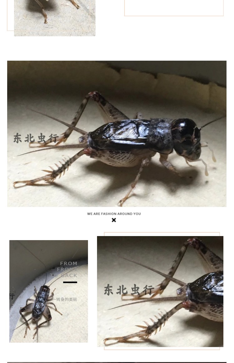 东北虫行山东精品公虫蛐蛐 蟋蟀活体 斗虫 鸣虫 棚虫