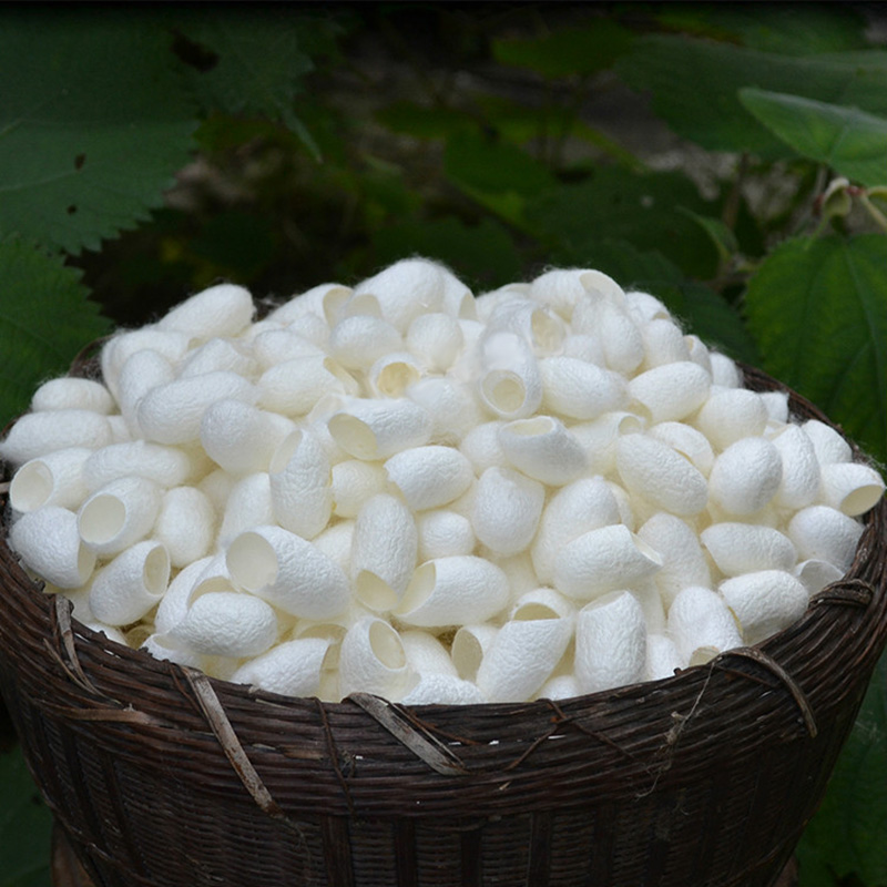 天然美容开口中药材蚕茧蚕茧球蚕丝皂原料蚕茧壳无熏蒸无残留