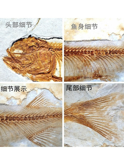 천연 고생물 늑대-핀 생선 화석 분할 화석 삼목미 고고 학적 화석 발굴 교육 시편 천연 고생물 늑대-핀 생선 화석 분할 화석 삼목미 고고 학적 화석 발굴 교육 시편
