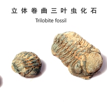 Natural Sahara Desert weathered curly trilobaculum eye worm ancient bio-fossil geological science teaching specimens