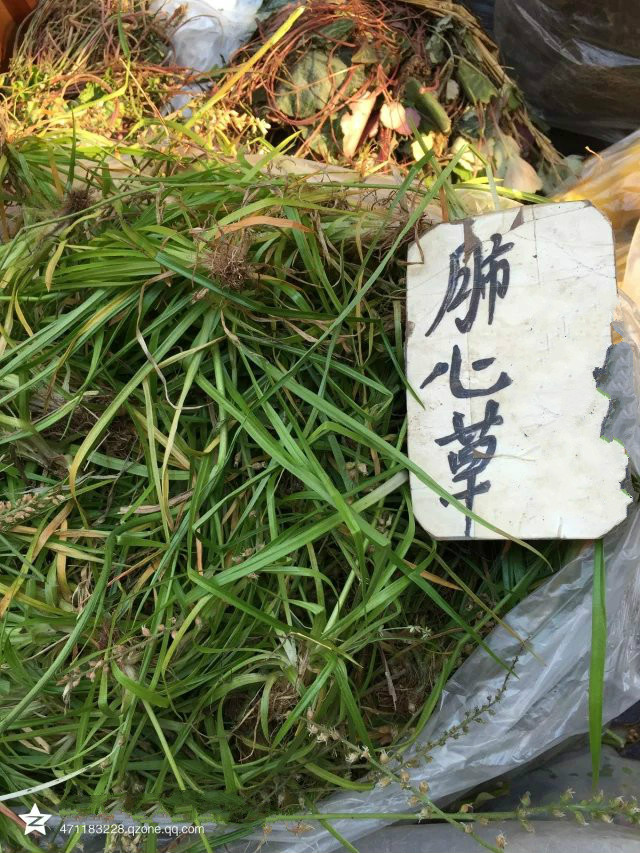 中药材野生小叶肺心草肺筋草小肺筋草梅花草白侧耳 一斤包邮