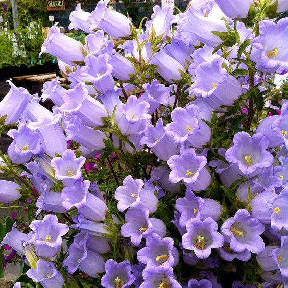 花婆婆法国进口春秋播多年生易播花种子 大花风铃草 重瓣单瓣混色