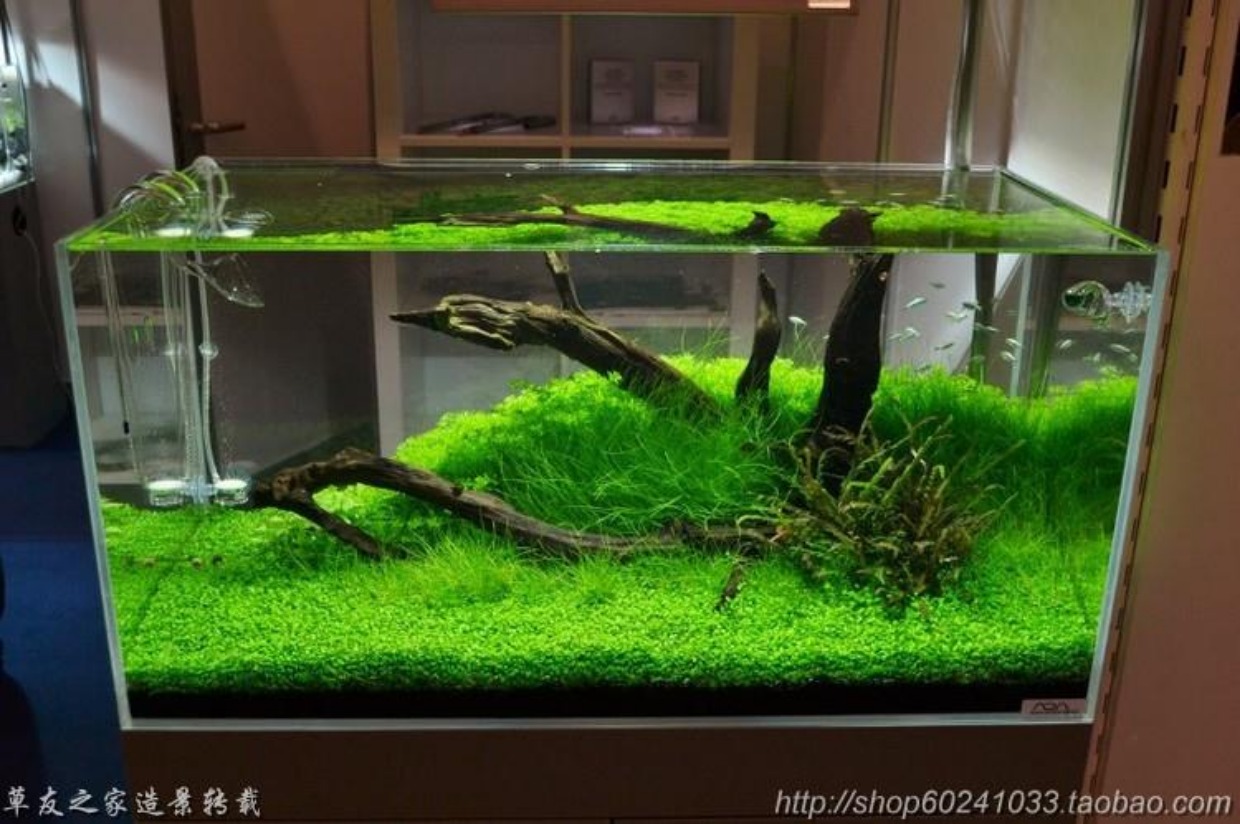 鱼缸水草造景活体前景草皮草坪 挖耳牛毛毡 矮珍珠趴地爬地矮珍珠